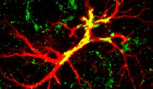 non-neuronal-cells